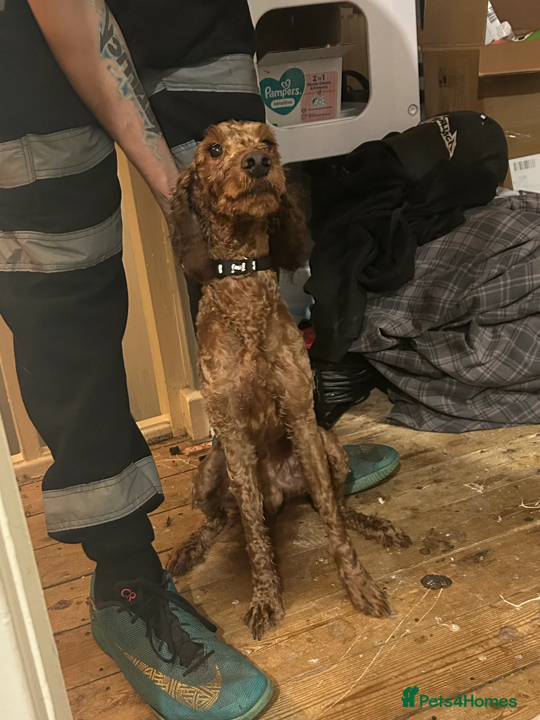 Cockapoo dogs for sale: Waffles - Advert 2