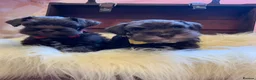 Miniature Schnauzer dogs for sale: 5*Licensed RKC Chocolate Schnauzers H/T  - Advert 16