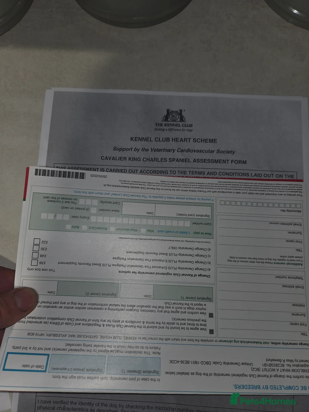 Cavalier King Charles Spaniel dogs for stud: Extensively health tested ruby STUD - Advert 17