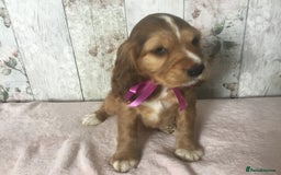 Cocker Spaniel dogs for sale: Adorable Kc reg Cocker pups - Image 8