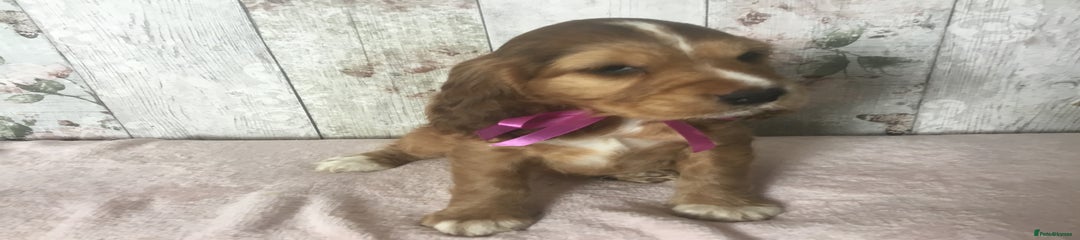 Cocker Spaniel Puppy 5