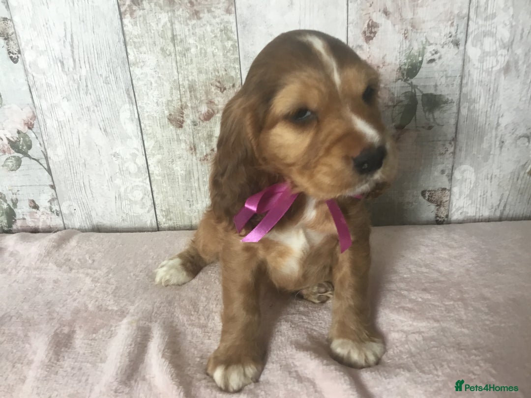 Cocker Spaniel dogs for sale: Adorable Kc reg Cocker pups - Image 8