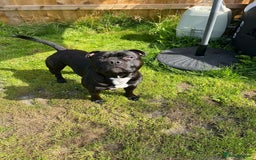 Staffordshire Bull Terrier dogs for stud: Staffordshire Bull Terrier  - Image 1