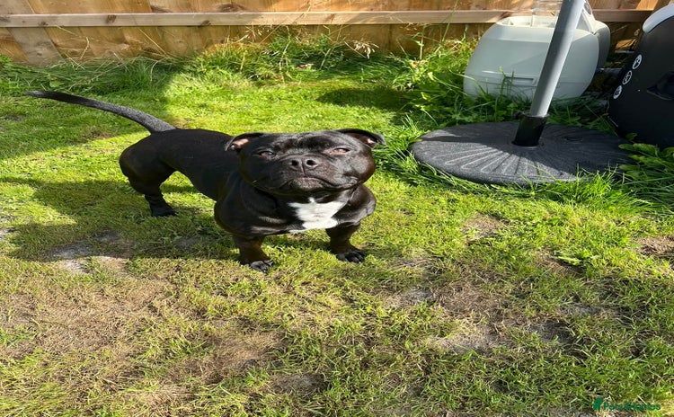 Staffordshire Bull Terrier dogs - Advert 8