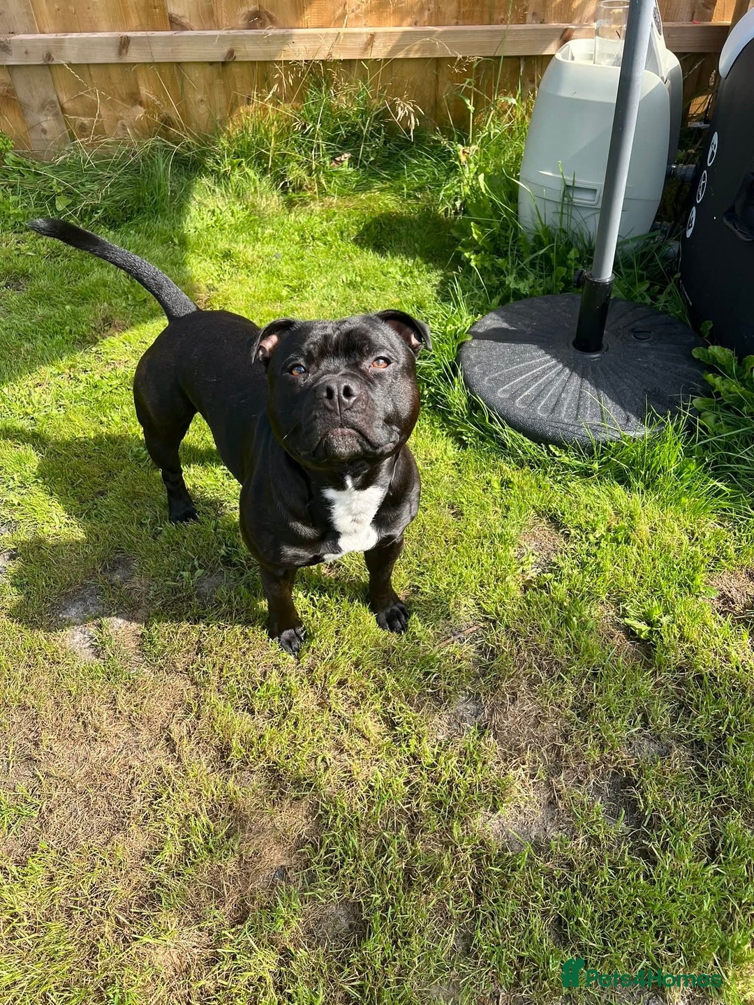Staffordshire Bull Terrier dogs for stud: Staffordshire Bull Terrier  - Image 1