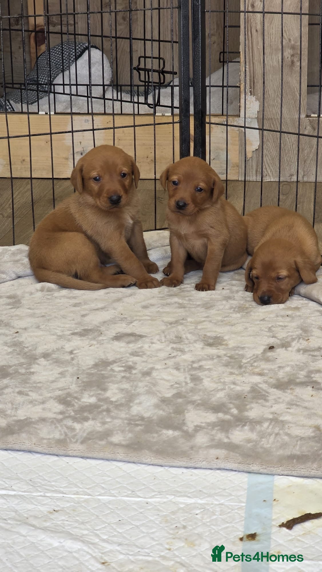 Labrador Retriever dogs Beautiful fox red Labrador litter of 11  - Advert 1