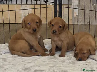 Labrador Retriever dogs Beautiful fox red Labrador litter of 11 - Advert 1