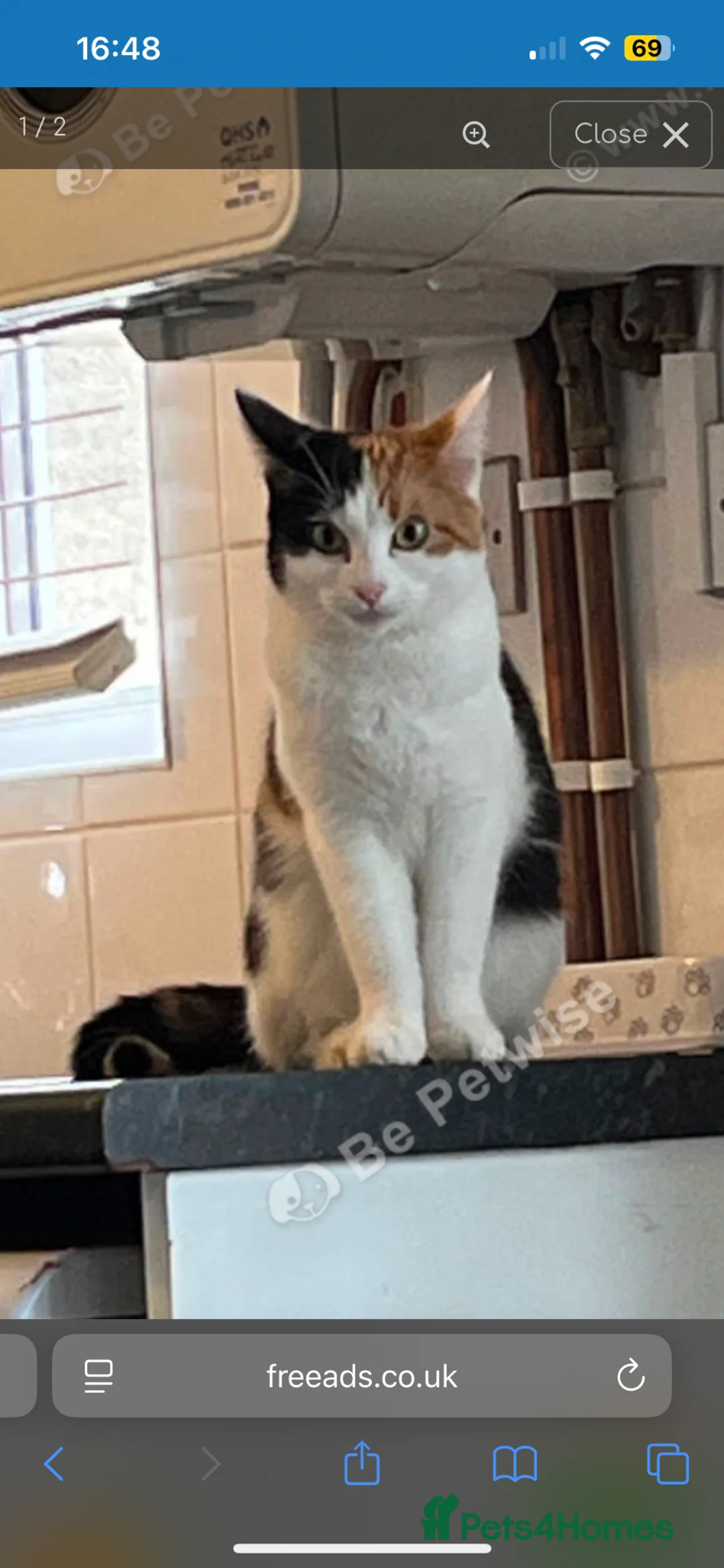 Mixed Breed cats for sale: Female calico 6months - Advert 2