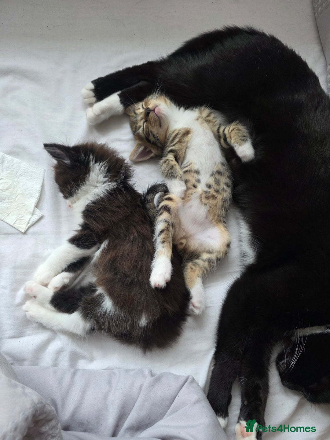 Mixed Breed cats for sale: Tabby male kitten for sale - Image 5