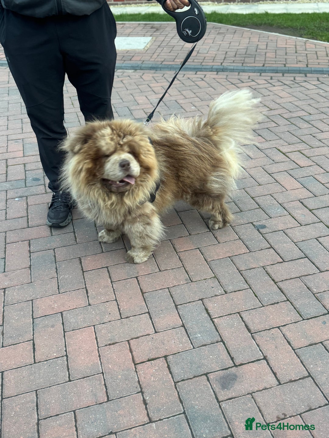Chow Chow dogs for stud: CASH LILAC MERLE CHOW CHOW STUD  in Bradford - Advert 5