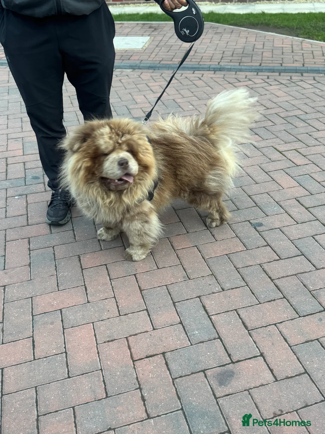 Chow Chow dogs for stud: CASH LILAC MERLE CHOW CHOW STUD  in Bradford - Advert 6