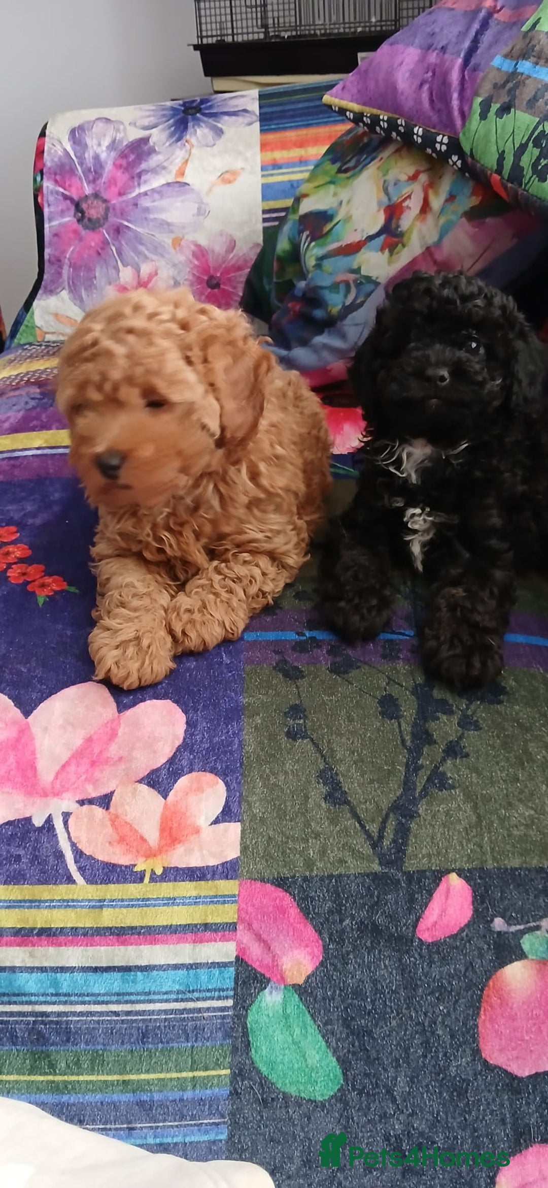 Toy Poodle dogs for sale: Beautiful litter of toy poodles - Image 6
