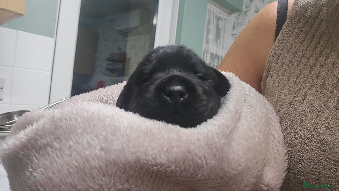 Labrador Retriever dogs for sale: Beautiful KC Show Line Labrador Puppys  - Advert 13