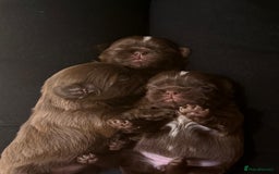 Shih Tzu dogs for sale: Adorable Shih Tzu puppies - Image 7