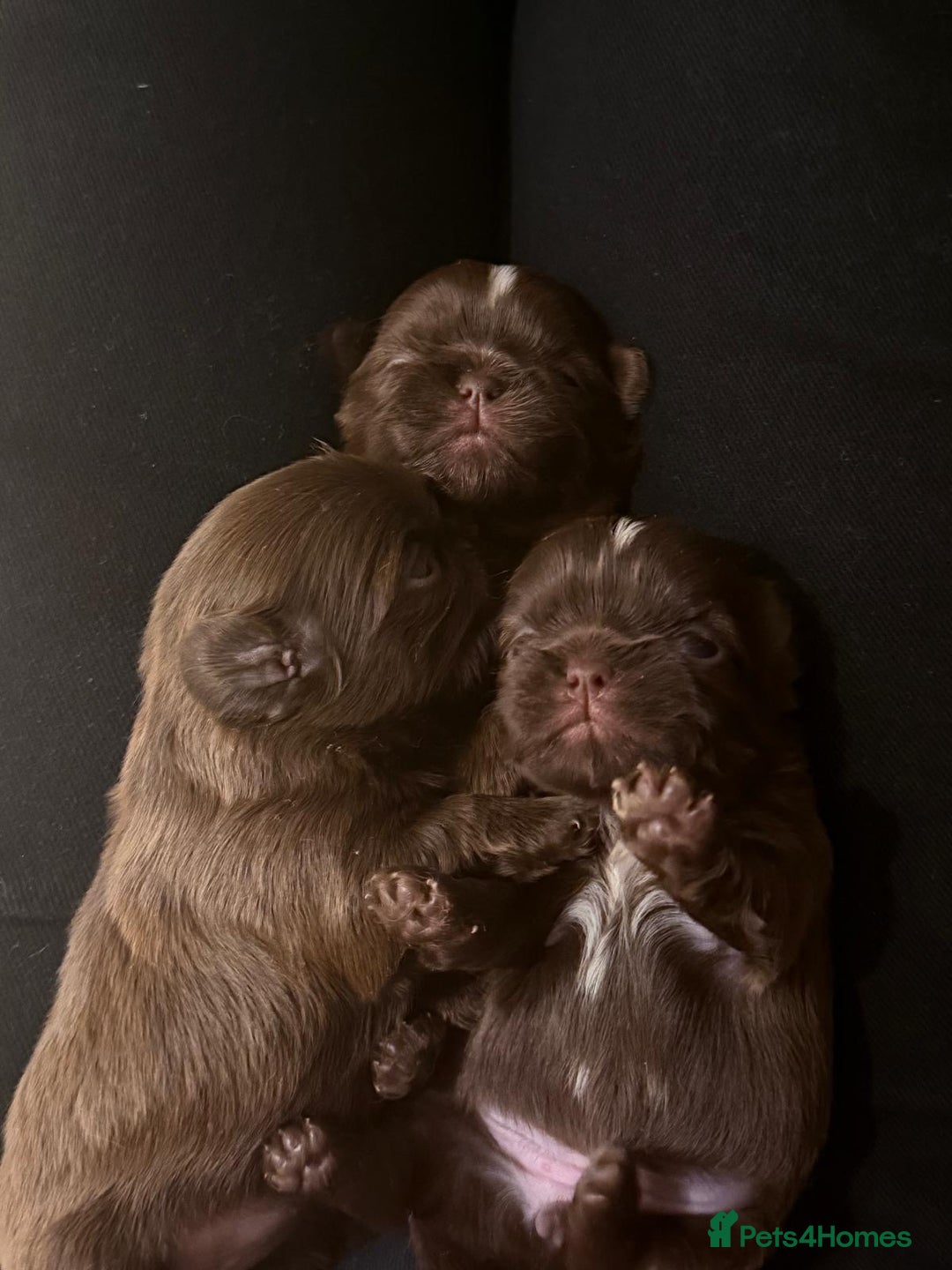 Shih Tzu dogs for sale: Adorable Shih Tzu puppies - Image 7