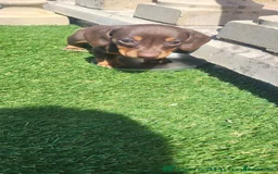 Miniature Dachshund dogs for sale: Miniature dauschaud  - Image 2