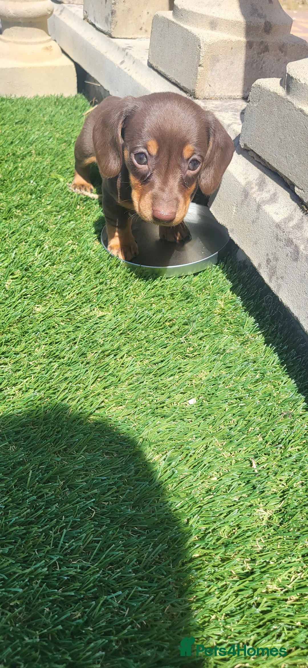 Miniature Dachshund dogs for sale: Miniature dauschaud  - Image 2