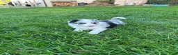 Border Collie dogs for sale: Blue merle border collie puppies  - Advert 17