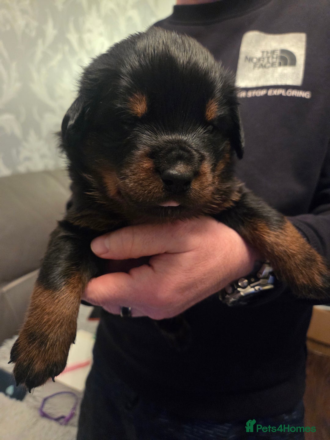 Rottweiler dogs for sale: ***Ready Now*** KC Registered Rottweiler Puppies - Advert 23