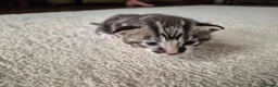 Bengal cats for sale: Beautiful bengal mixed kittens in Doncaster - Advert 3