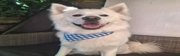 Mixed Breed dogs for stud: Samoyed x Husky for Stud in Godalming - Advert 2