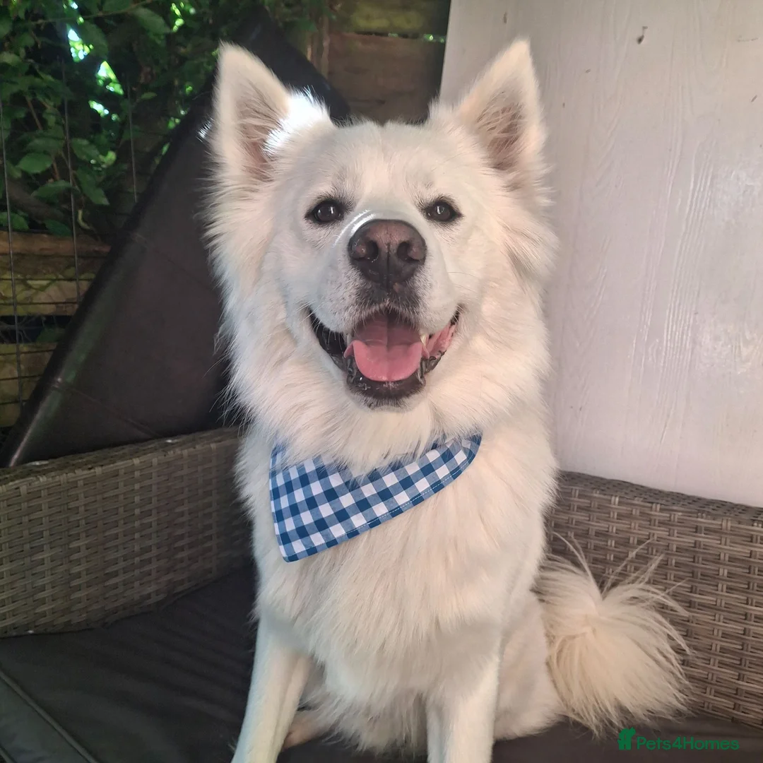 Mixed Breed dogs for stud: Samoyed x Husky for Stud in Godalming - Advert 2