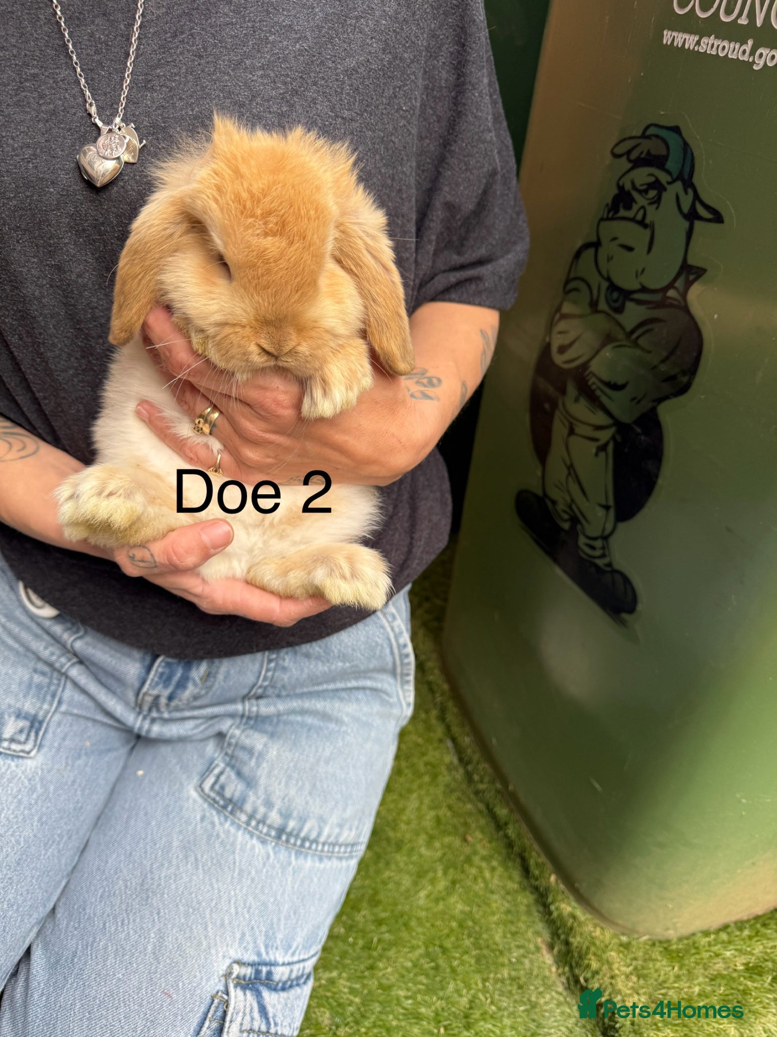 Mini Lop rabbits Gorgeous baby mini lops  - Advert 2