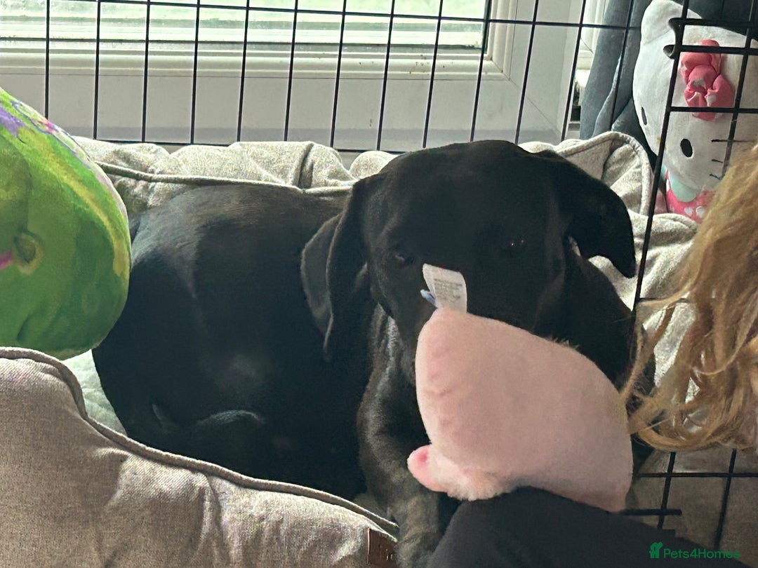 Mixed Breed dogs for sale: Beautiful 6 Month old Bulldach for sale  - Image 4