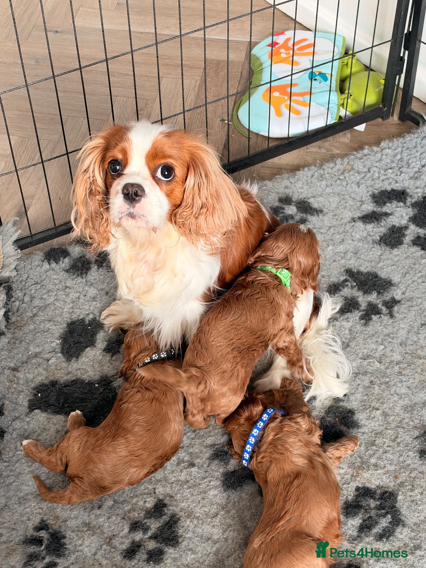 Cavapoo dogs for sale: PERFECT HEALTH TESTED F1 CAVAPOO PUPPIES - Advert 2