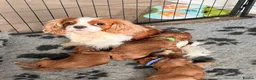 Cavapoo dogs for sale: PERFECT HEALTH TESTED F1 CAVAPOO PUPPIES - Advert 2
