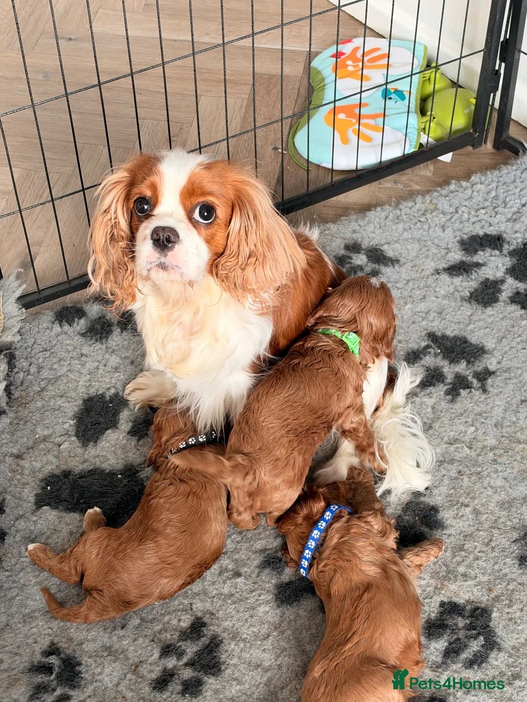 Cavapoo dogs for sale: PERFECT HEALTH TESTED F1 CAVAPOO PUPPIES - Advert 2