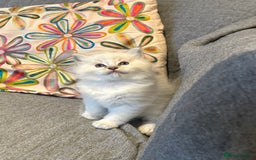 Ragdoll cats for sale: Lynx fluffballs  - Image 6