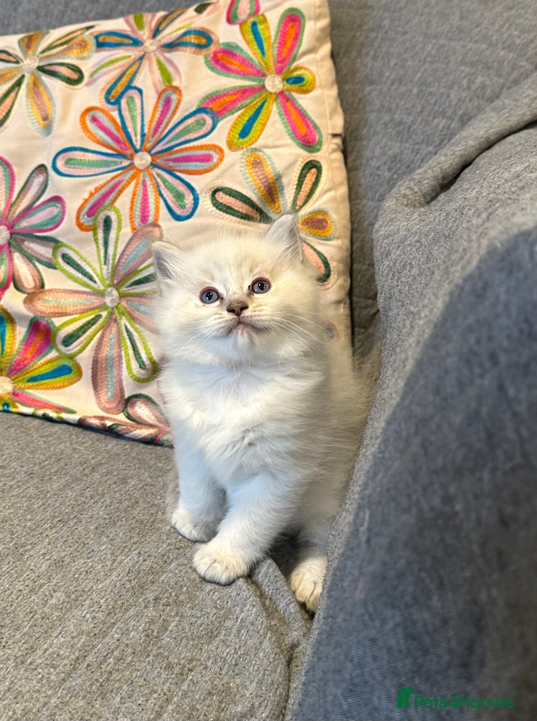 Ragdoll cats for sale: Lynx fluffballs  - Image 6