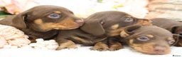 Miniature Dachshund dogs for sale: KC Miniature Dachshund Puppies - Advert 20
