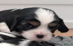 Cavalier King Charles Spaniel dogs for sale: KC Health Tested Cavalier King Charles Puppy  - Image 10