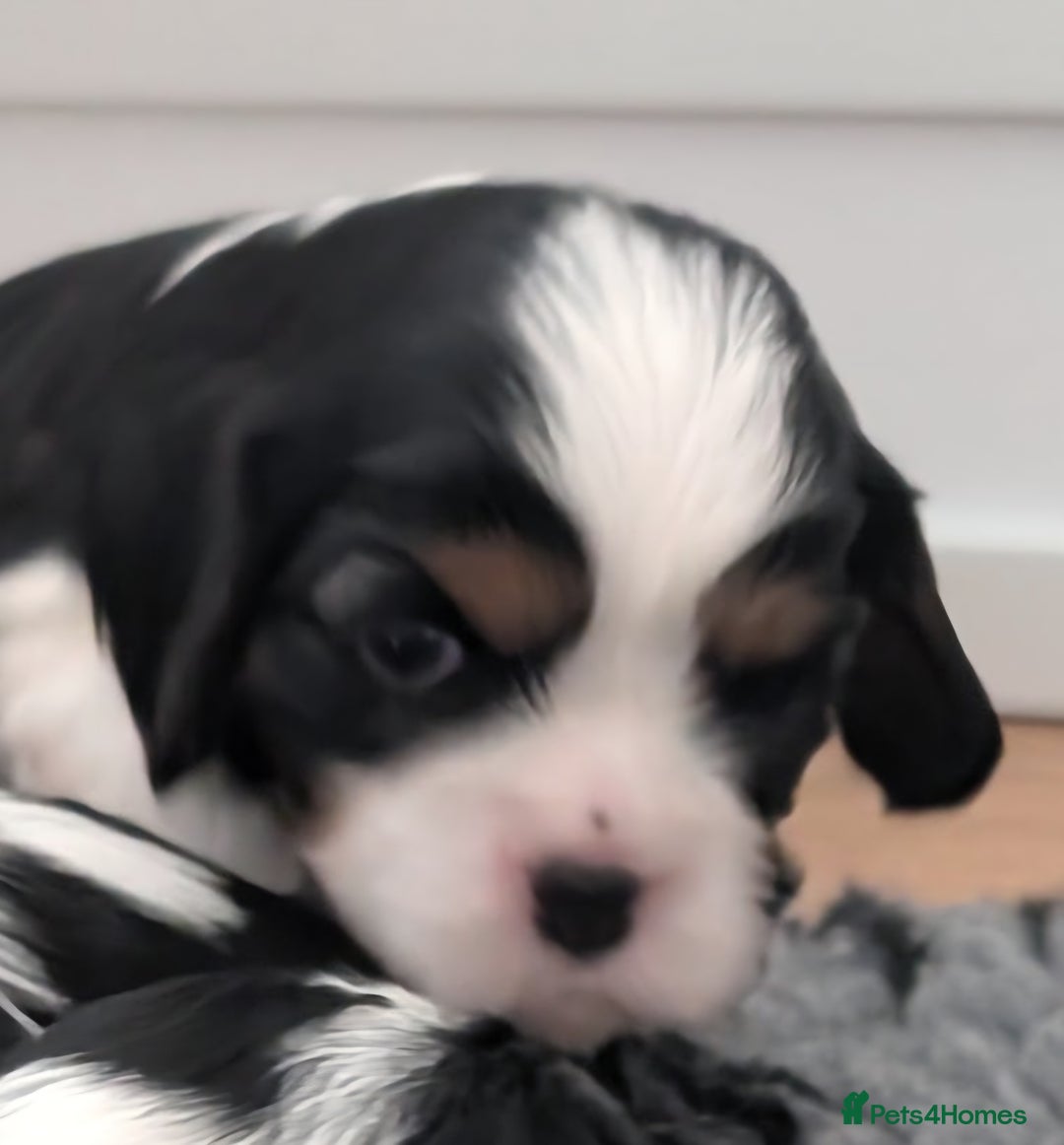 Cavalier King Charles Spaniel dogs for sale: KC Health Tested Cavalier King Charles Puppy  - Image 10