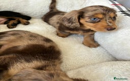 Dachshund dogs for sale: Dachshund long haired miniature - Image 16