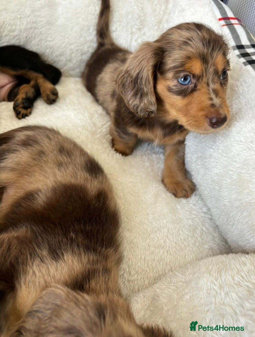 Dachshund dogs for sale: Dachshund long haired miniature - Image 16