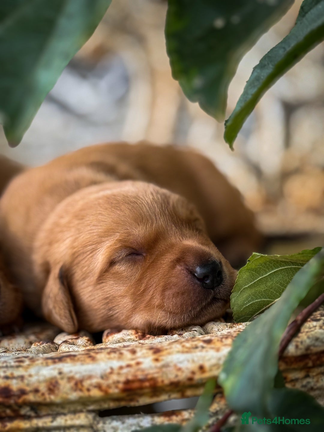 Goldador dogs for sale: Stunning Goldador Puppy’s DNA Clear KC Parents - Image 2