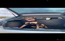 Mixed Breed dogs for sale: 🐾 Loving Dog Looking For His Forever Home 🐾 - Image 8