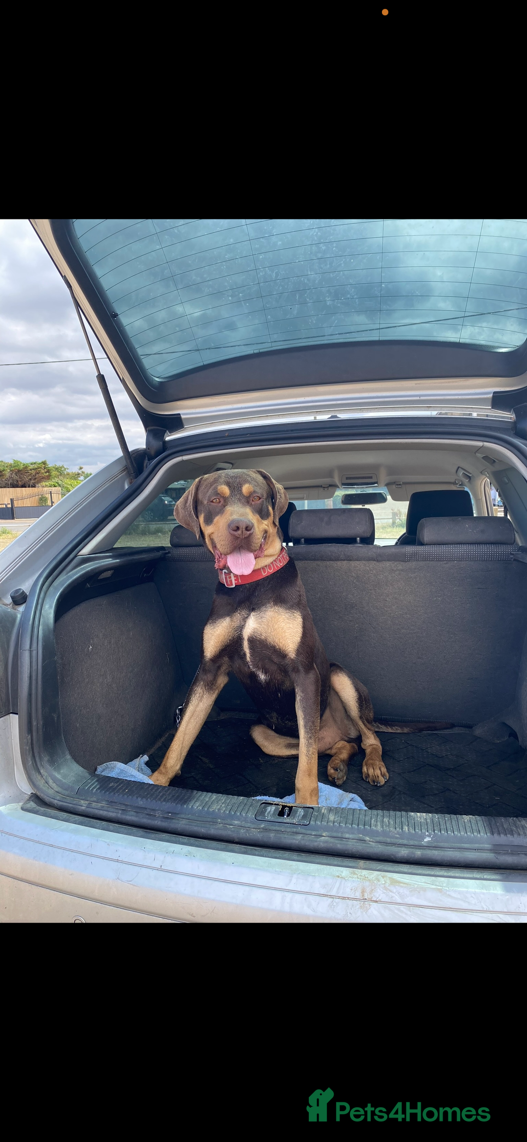Mixed Breed dogs for sale: 🐾 Loving Dog Looking For His Forever Home 🐾 - Image 8