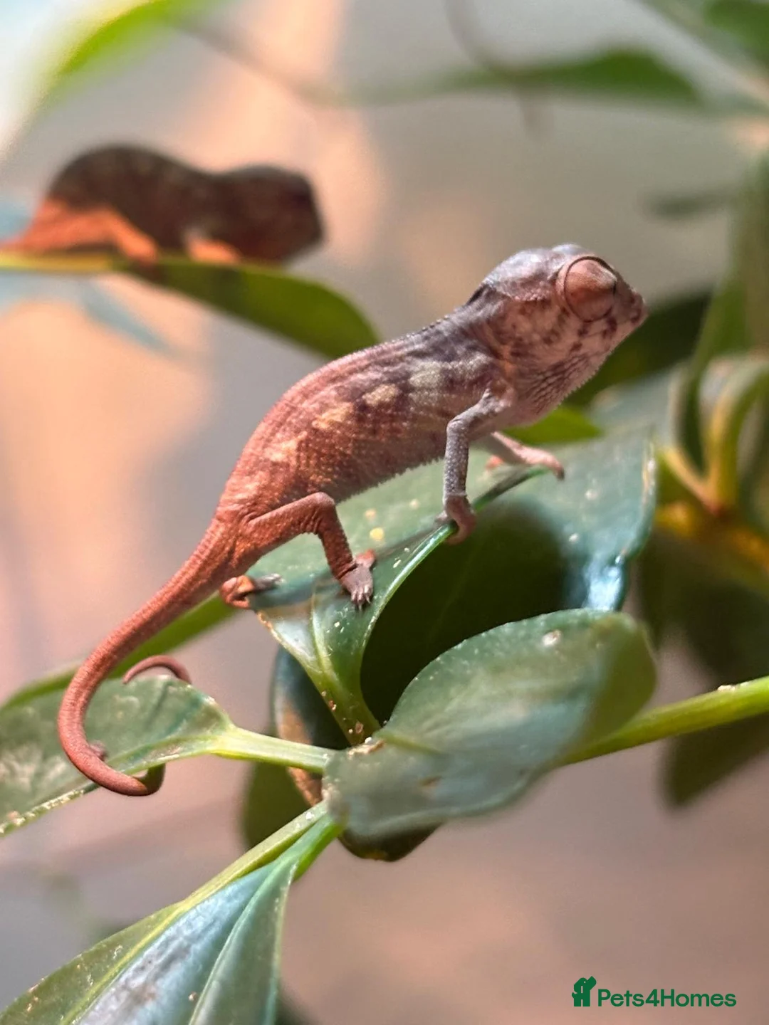 Chameleon reptiles for sale: Blue Ambanja Panther Chameleons  - Advert 2