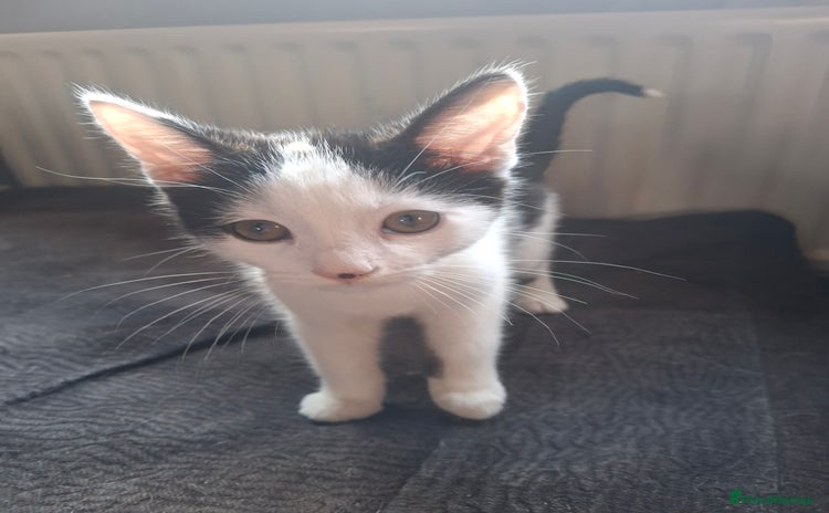 Mixed Breed cats - Advert 10