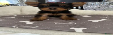 Yorkshire Terrier 6