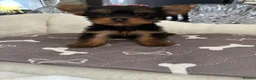 Yorkshire Terrier dogs for sale: Adorable Yorkshire Terrier Puppies 8 girls&1 boy.  - Advert 11
