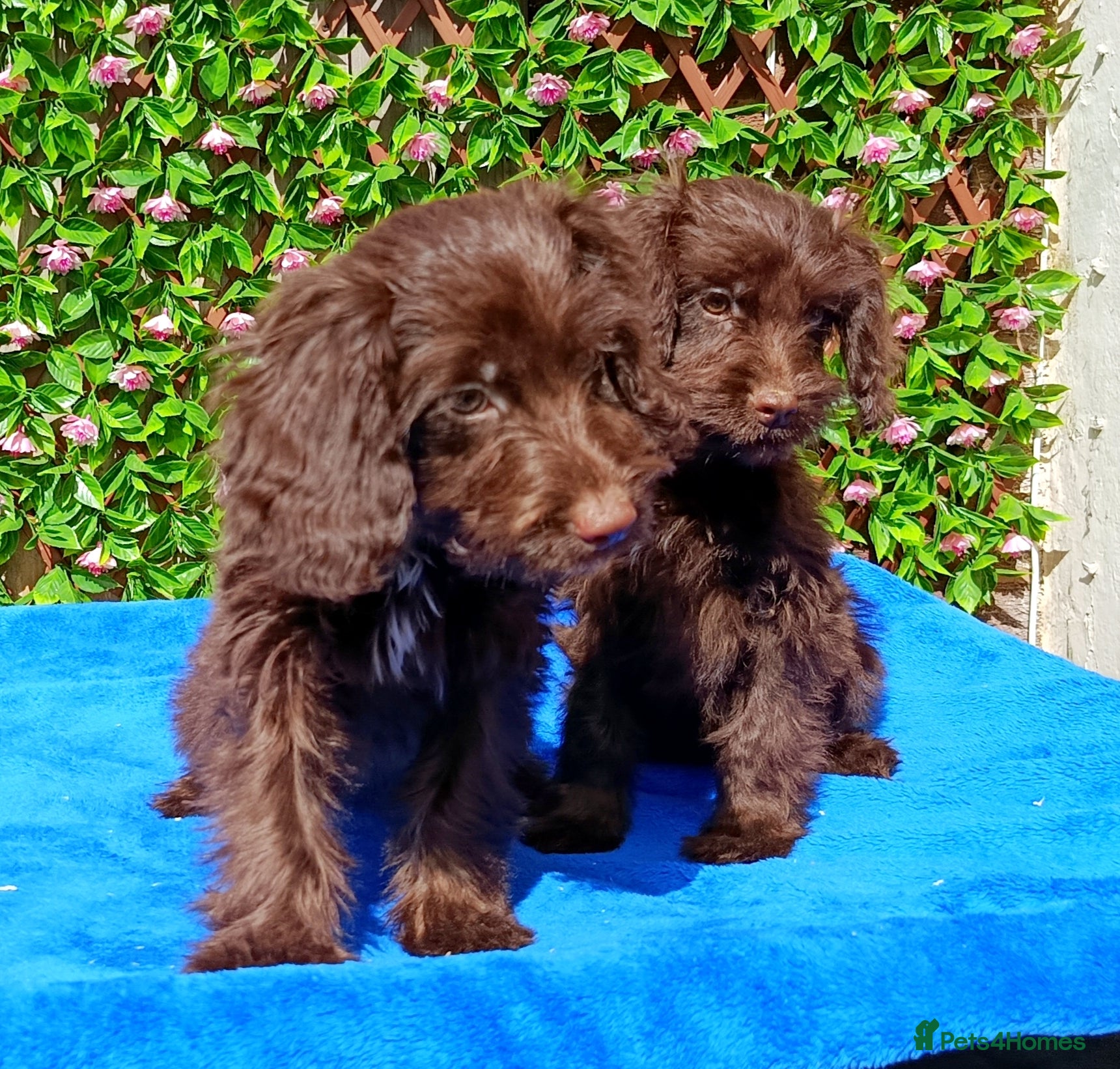 Cockapoo dogs  FULLY VAX F1 COCKAPOO 'RAFFY' AND 'BRYER'  - Advert 1