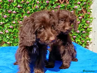 Cockapoo dogs for sale: FULLY VAX F1 COCKAPOO 'RAFFY' AND 'BRYER' - Advert 4