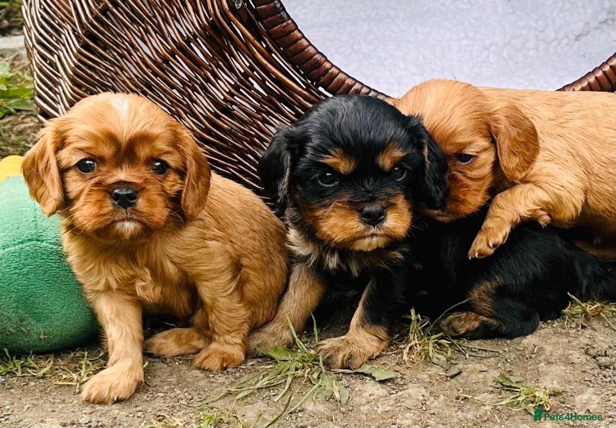 Cavalier King Charles Spaniel dogs KC Cavalier King Charles Puppies, All 4 Colours. - Advert 7