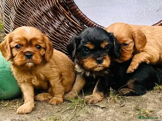 Cavalier King Charles Spaniel dogs KC Cavalier King Charles Puppies, All 4 Colours. - Advert 1