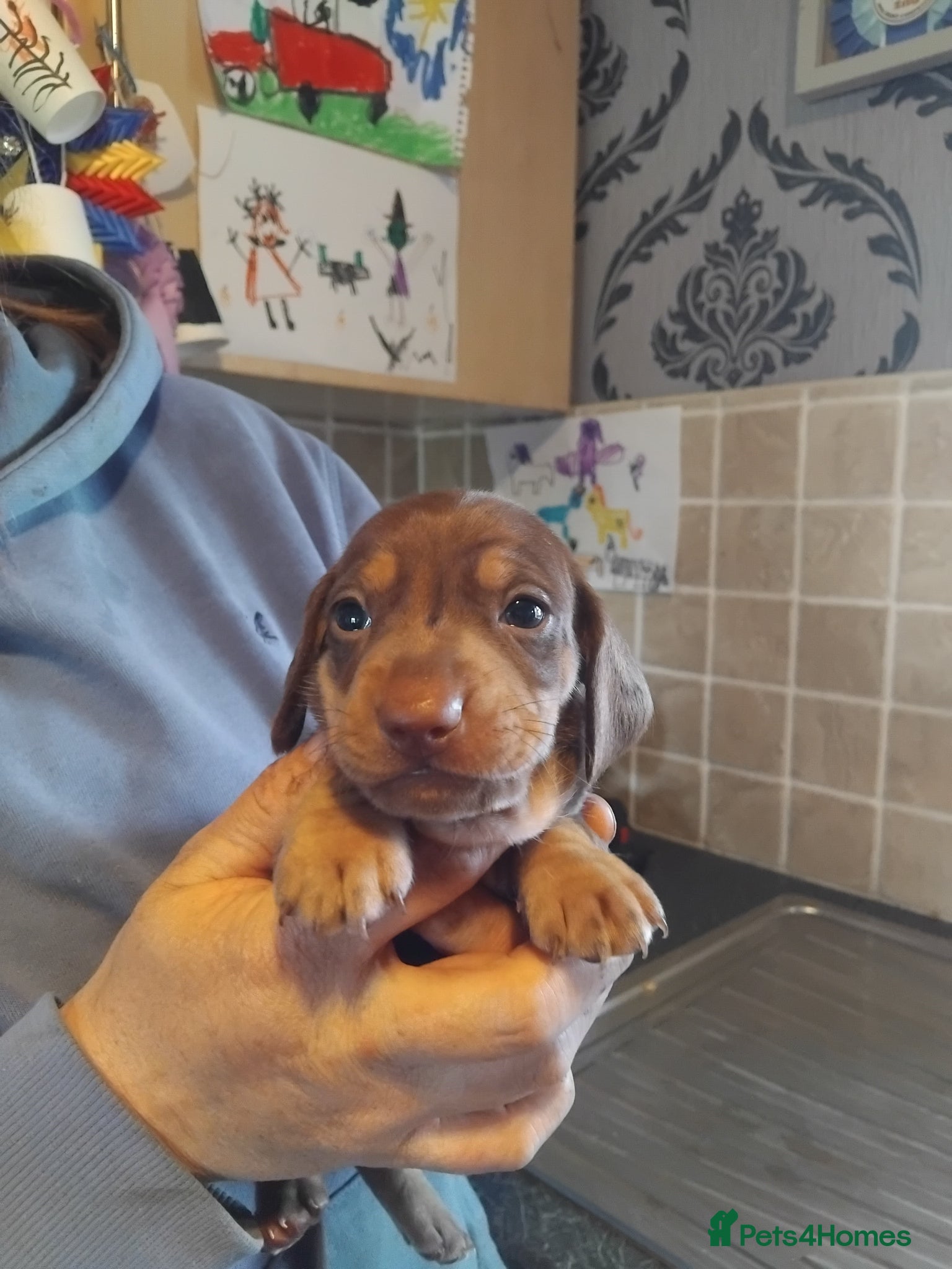 Miniature Dachshund dogs Miniature dachshund  - Advert 2